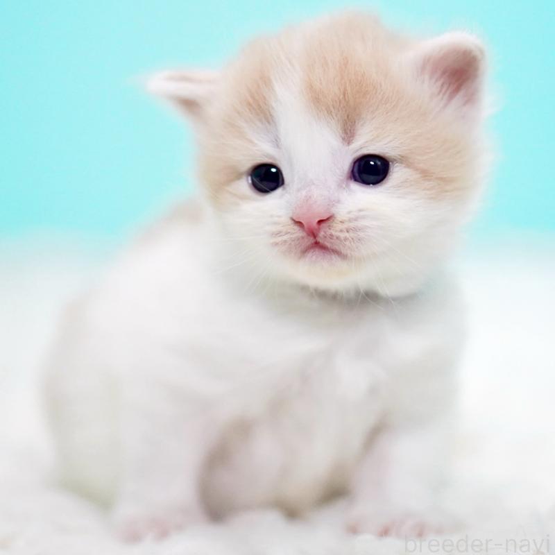 販売中の東京都のサイベリアン-133673の13枚目