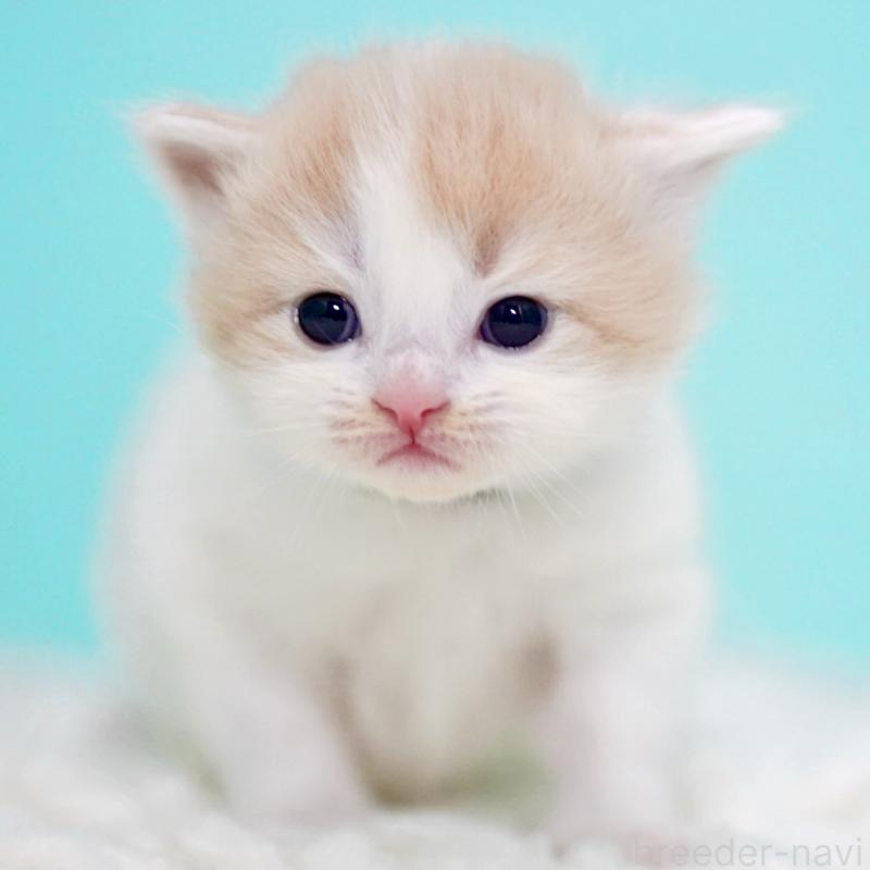 販売中の東京都のサイベリアン-133673の12枚目