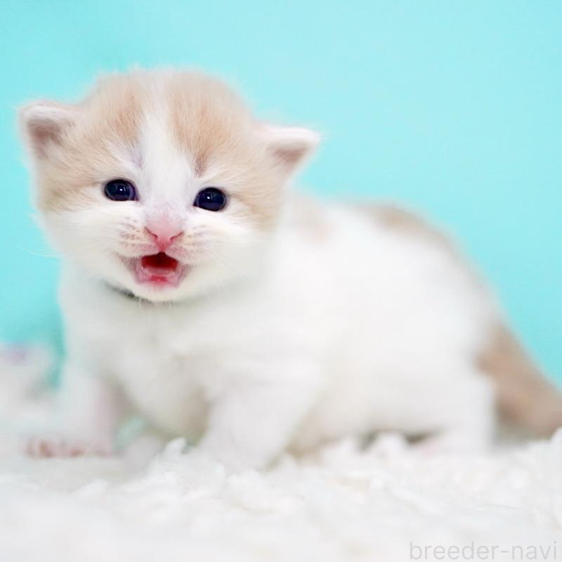 販売中の東京都のサイベリアン-133673の11枚目