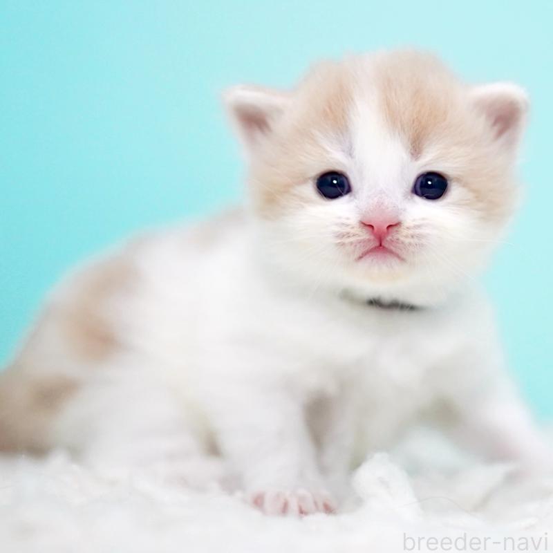 販売中の東京都のサイベリアン-133673の10枚目