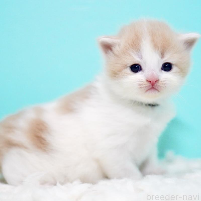 販売中の東京都のサイベリアン-133673の9枚目