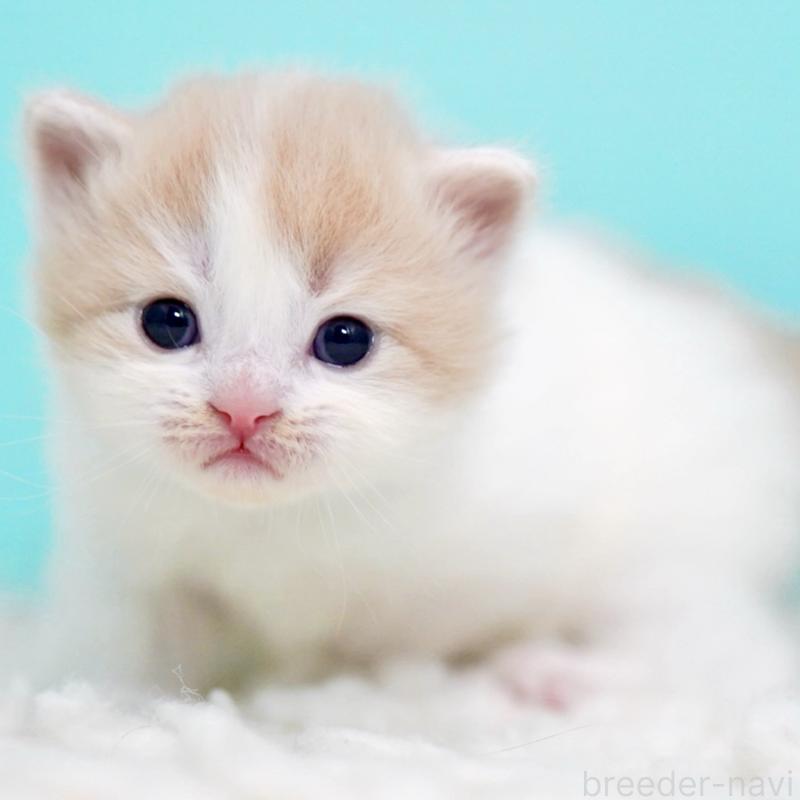 販売中の東京都のサイベリアン-133673の8枚目