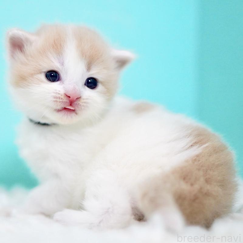 販売中の東京都のサイベリアン-133673の7枚目