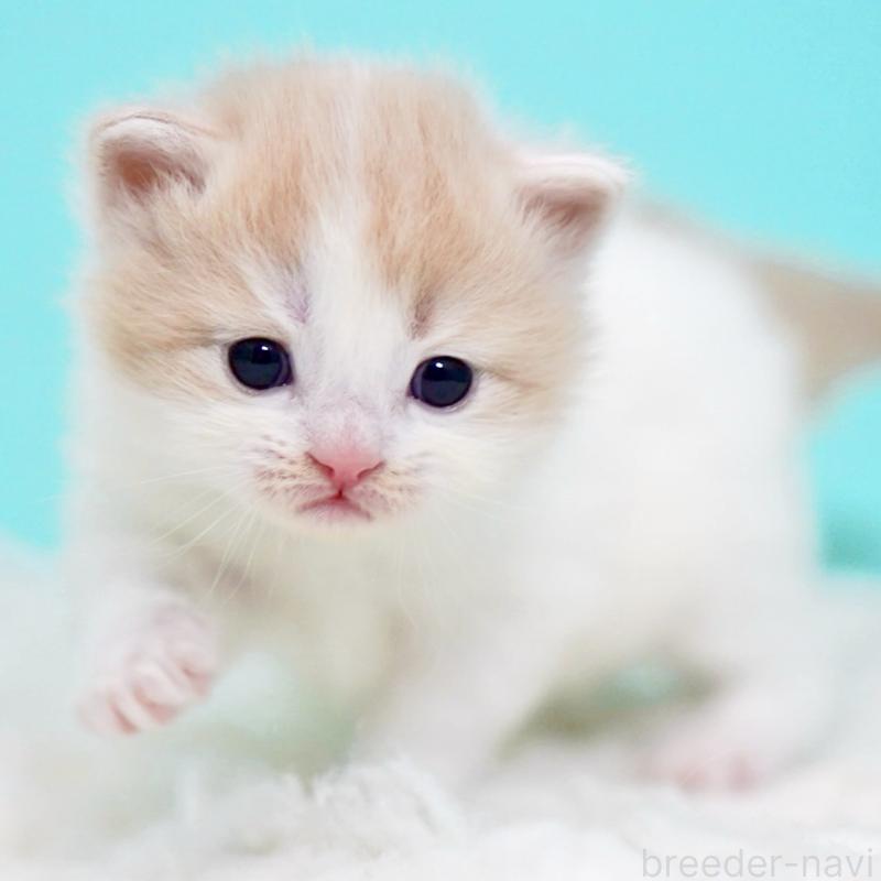 販売中の東京都のサイベリアン-133673の6枚目