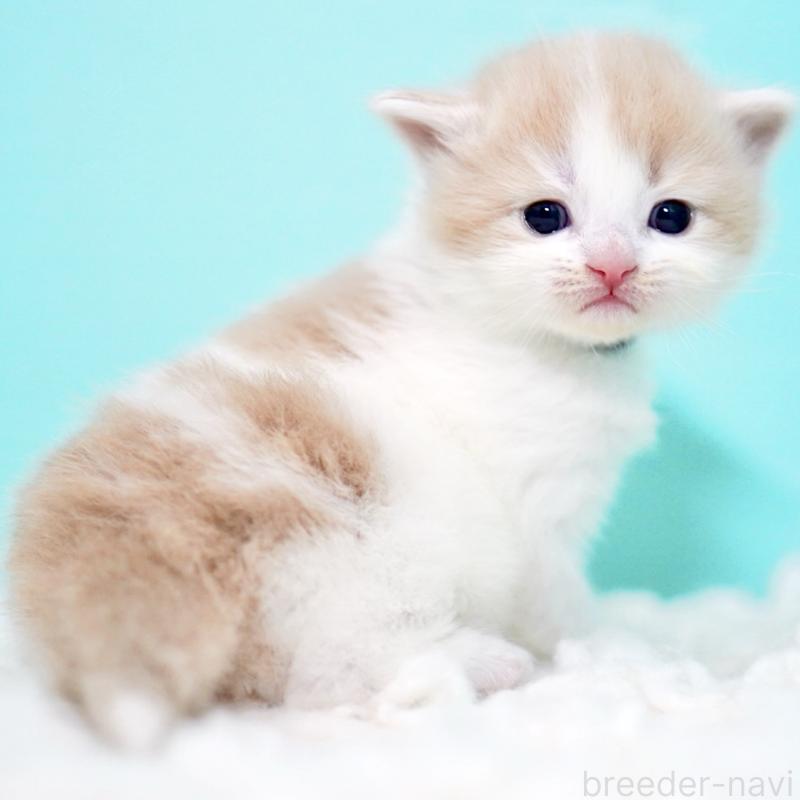 販売中の東京都のサイベリアン-133673の5枚目