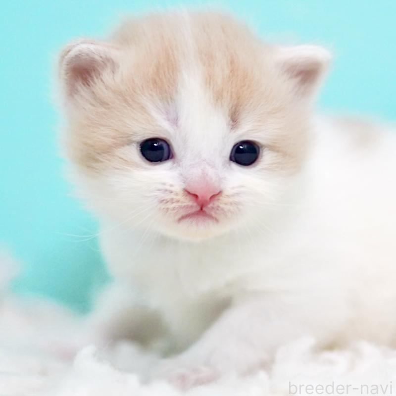 販売中の東京都のサイベリアン-133673の4枚目