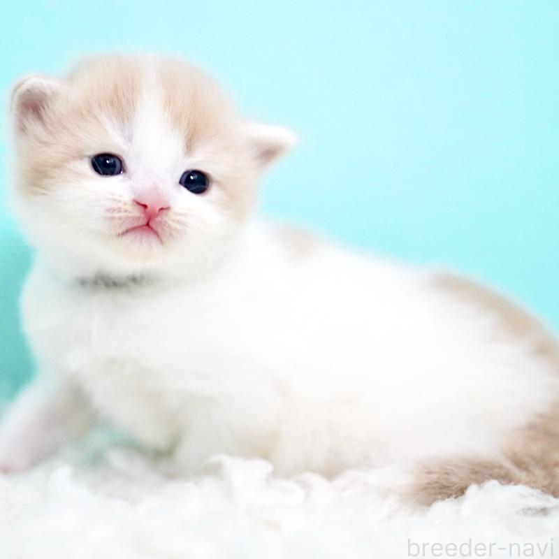 販売中の東京都のサイベリアン-133673の3枚目