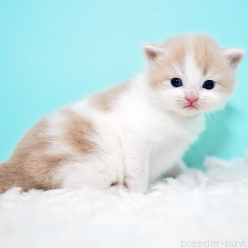 販売中の東京都のサイベリアン-133673の2枚目