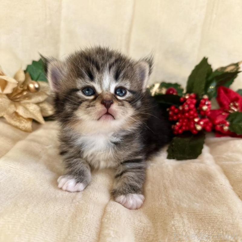 販売中の兵庫県のノルウェージャンフォレストキャット-133674の6枚目