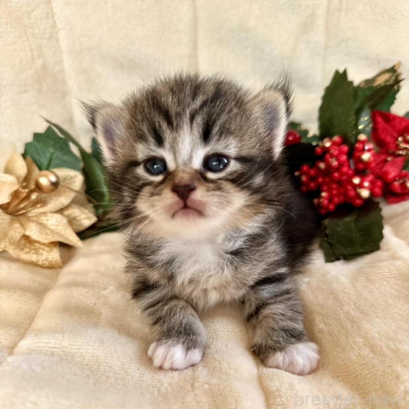 販売中の兵庫県のノルウェージャンフォレストキャット-133674の5枚目