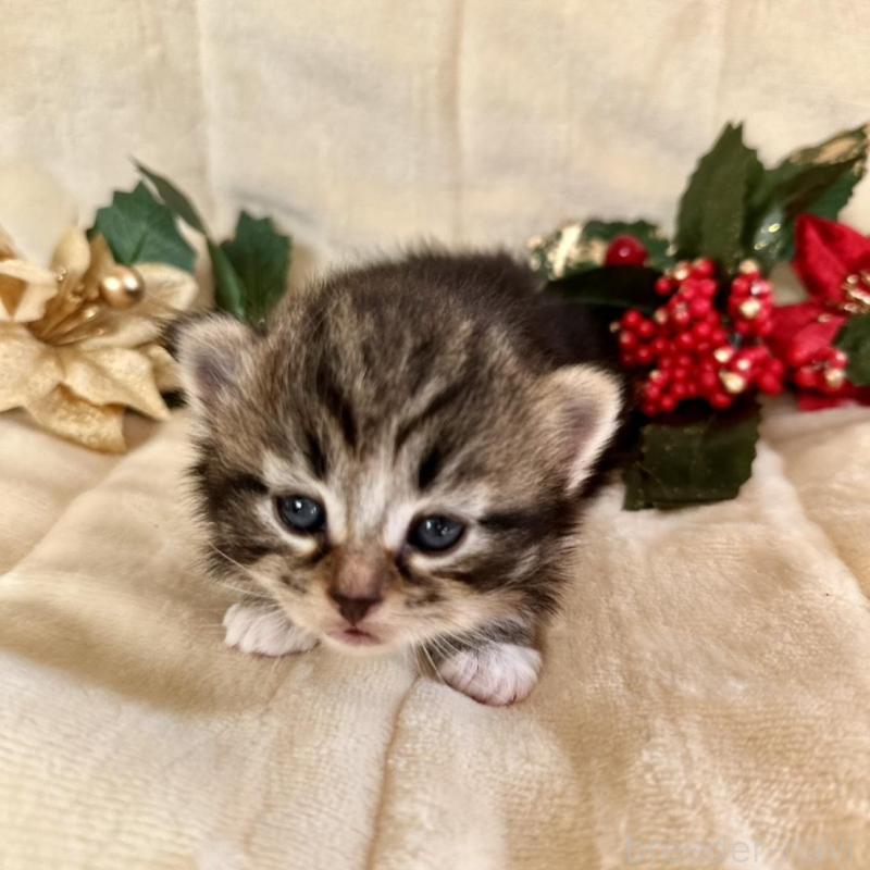 販売中の兵庫県のノルウェージャンフォレストキャット-133674の4枚目