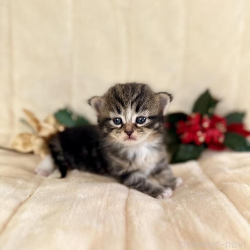 販売中の兵庫県のノルウェージャンフォレストキャット-133674の3枚目