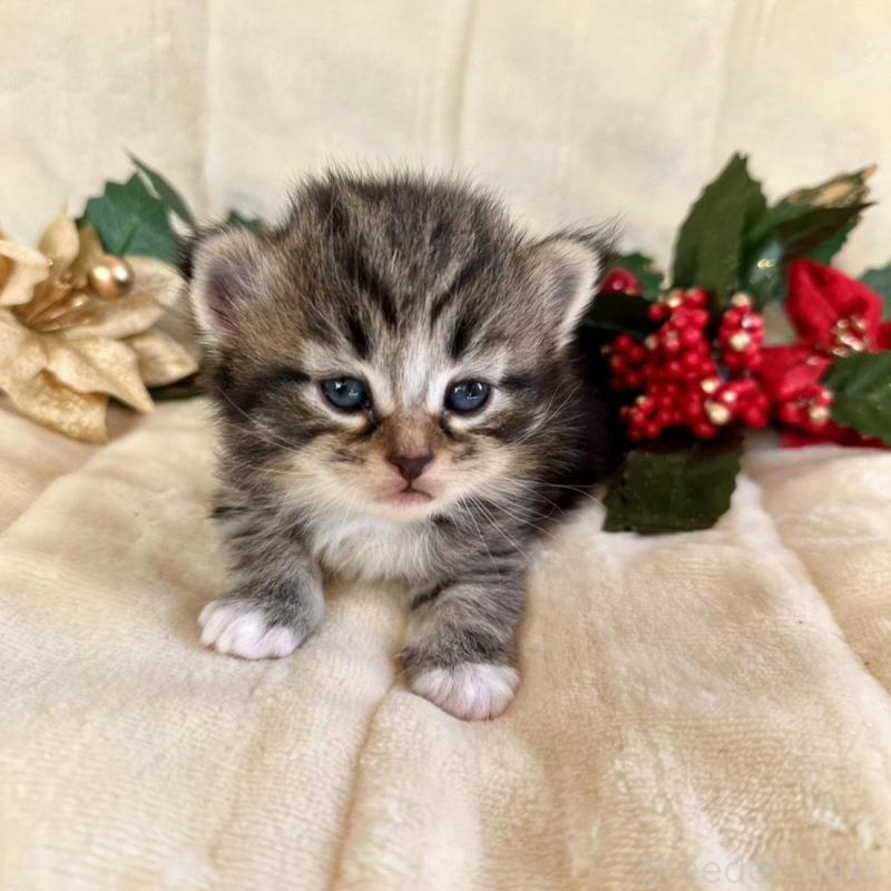 販売中の兵庫県のノルウェージャンフォレストキャット-133674の2枚目