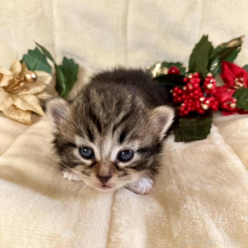 販売中の兵庫県のノルウェージャンフォレストキャット-133674