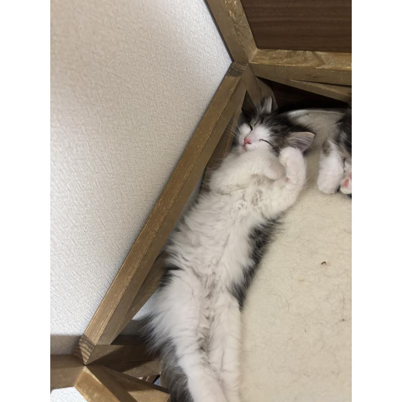 販売中の兵庫県のノルウェージャンフォレストキャット-131929の5枚目