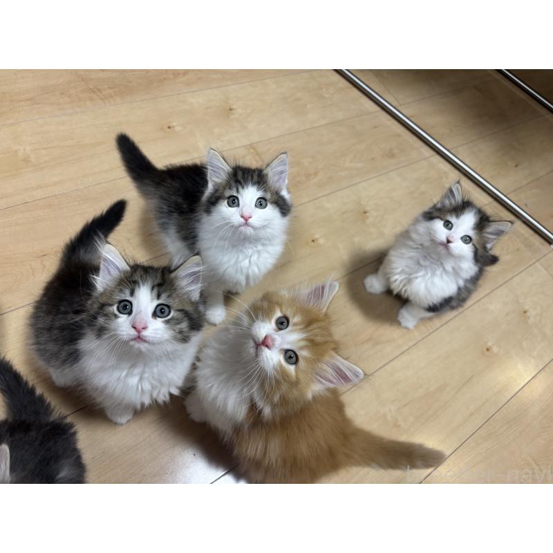 販売中の兵庫県のノルウェージャンフォレストキャット-131929の4枚目