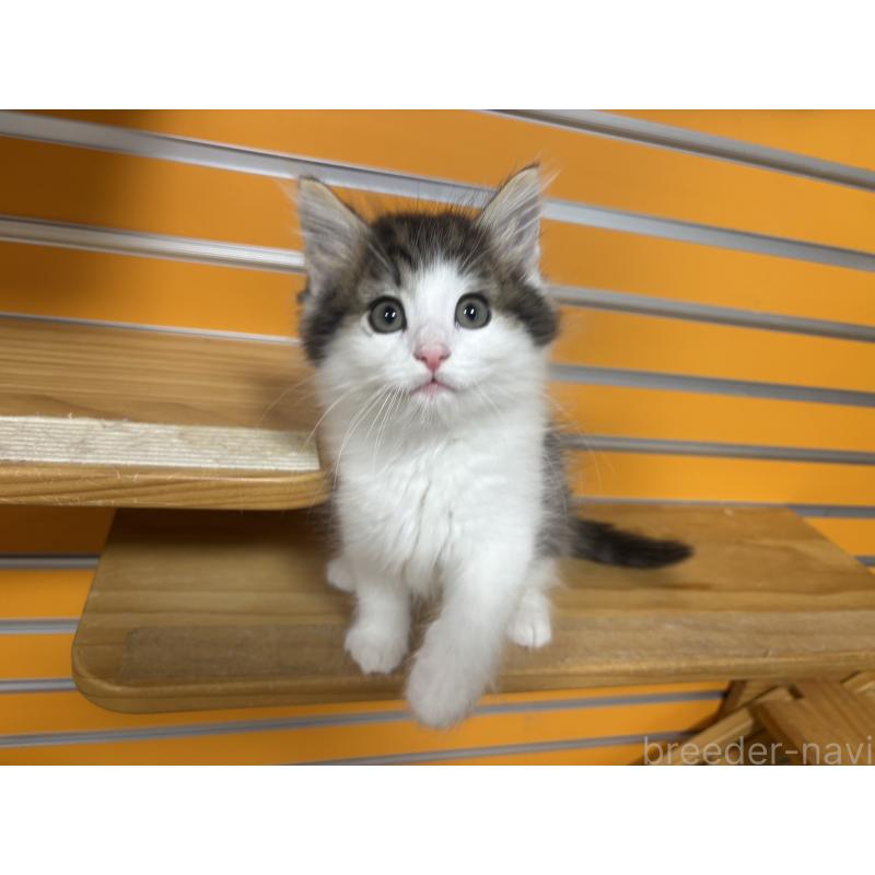 販売中の兵庫県のノルウェージャンフォレストキャット-131929の3枚目