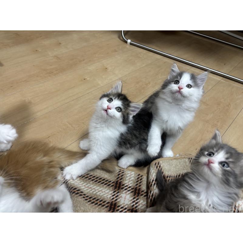 販売中の兵庫県のノルウェージャンフォレストキャット-131929の2枚目