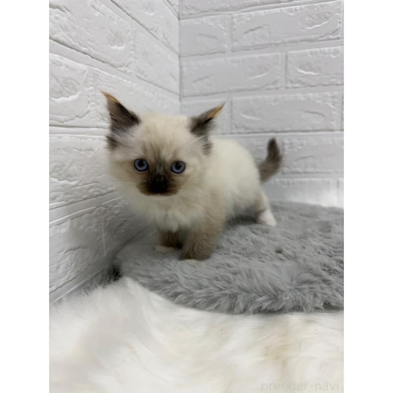 販売中の東京都のラグドール-133676の11枚目