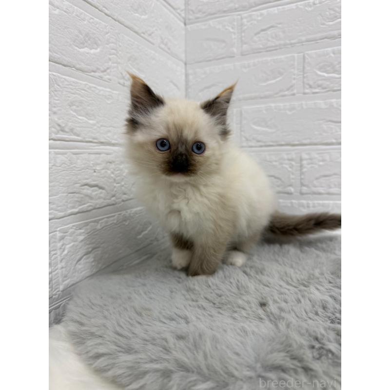 販売中の東京都のラグドール-133676の7枚目