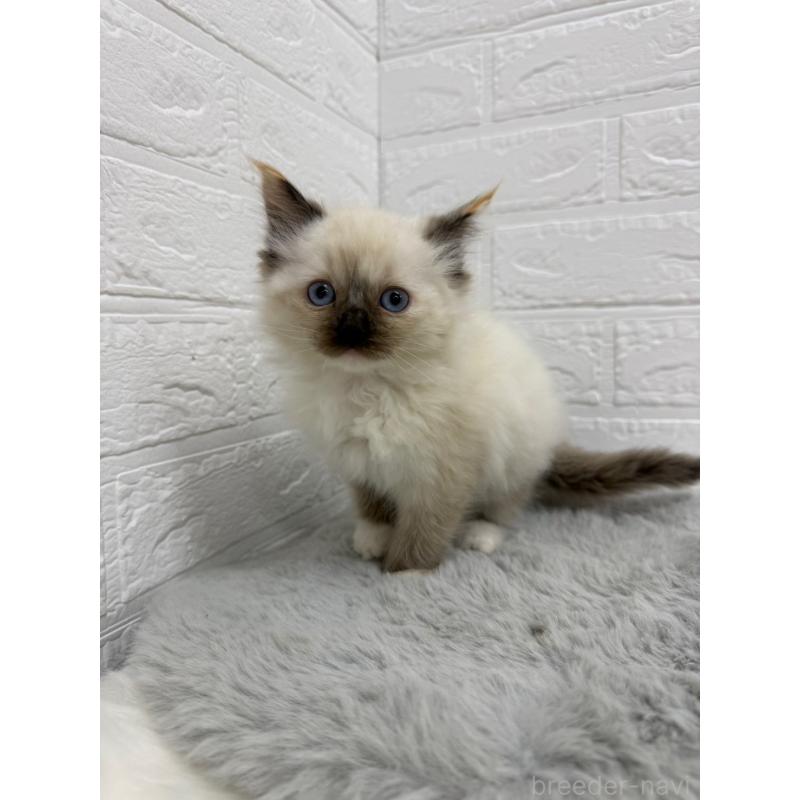 販売中の東京都のラグドール-133676の5枚目