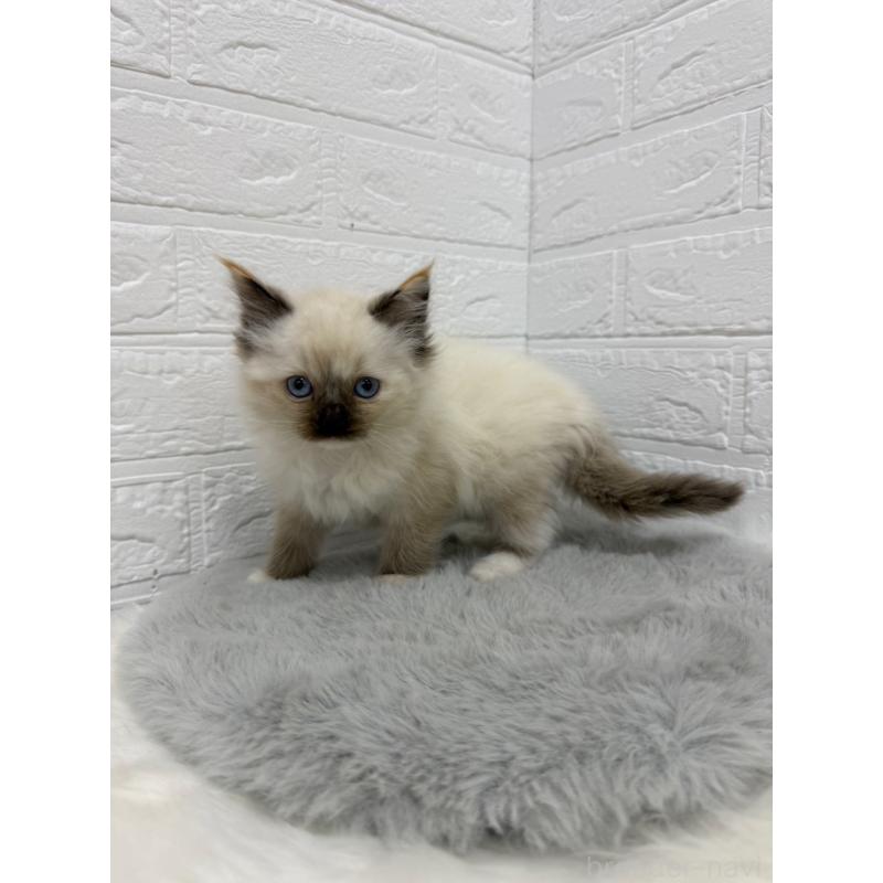 販売中の東京都のラグドール-133676の6枚目