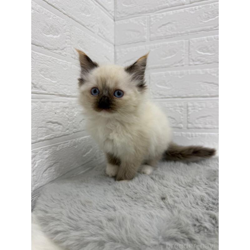 販売中の東京都のラグドール-133676の3枚目