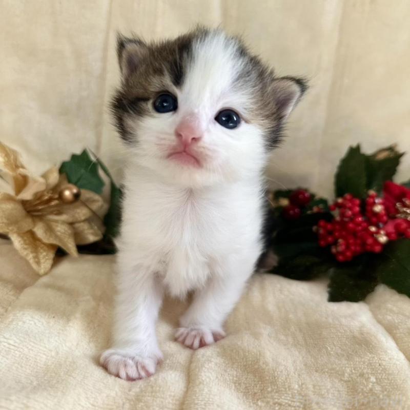 販売中の兵庫県のノルウェージャンフォレストキャット-133675