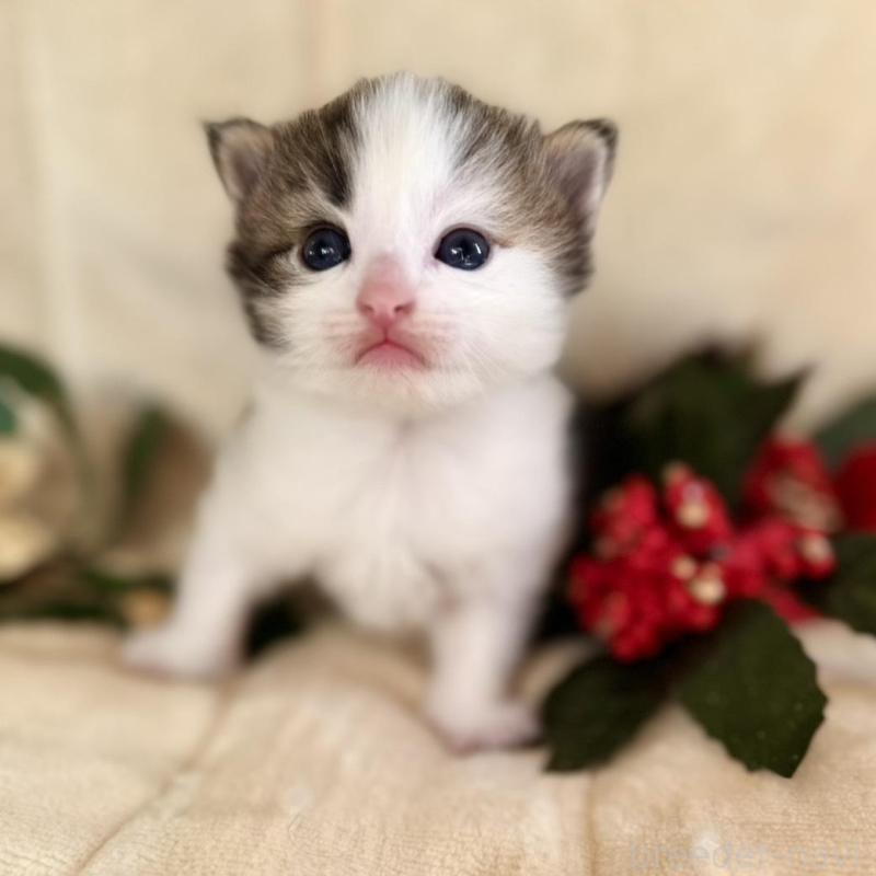 販売中の兵庫県のノルウェージャンフォレストキャット-133675の5枚目