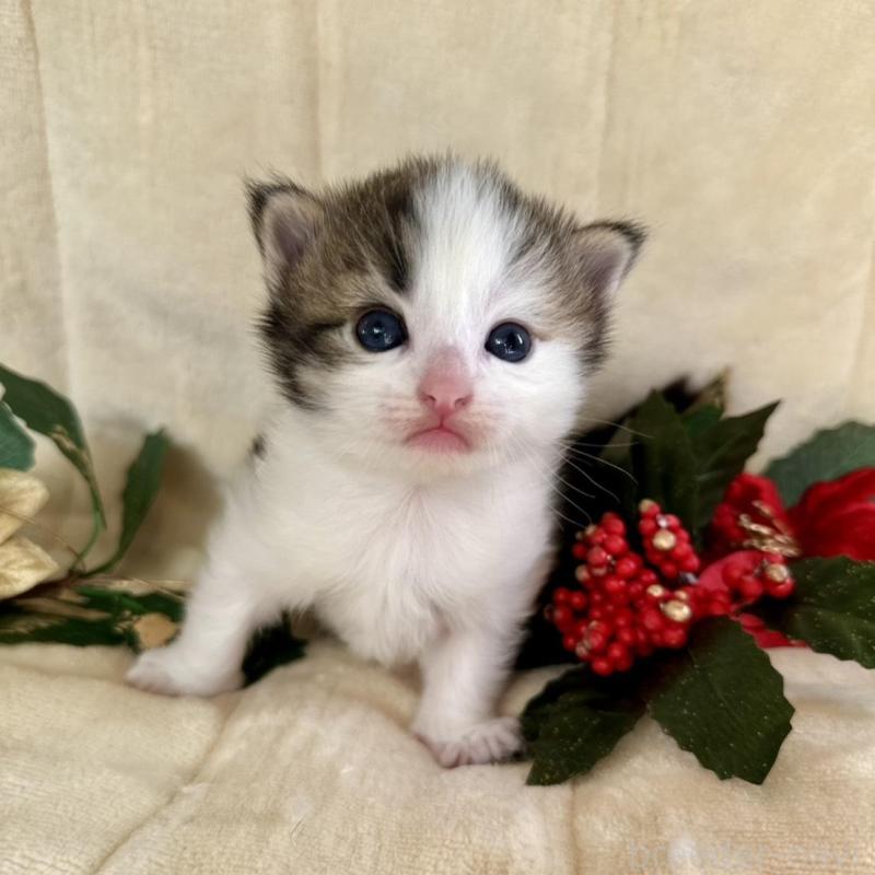 販売中の兵庫県のノルウェージャンフォレストキャット-133675の4枚目