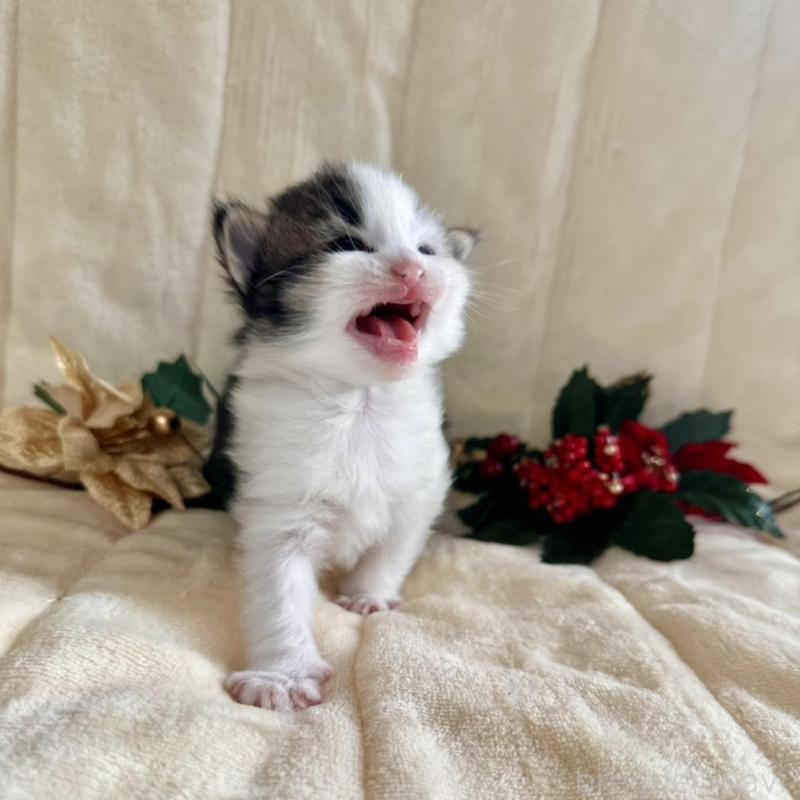 販売中の兵庫県のノルウェージャンフォレストキャット-133675の3枚目