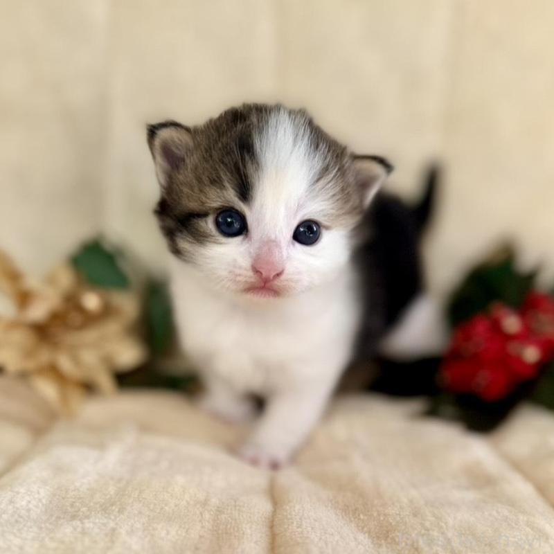 販売中の兵庫県のノルウェージャンフォレストキャット-133675の2枚目