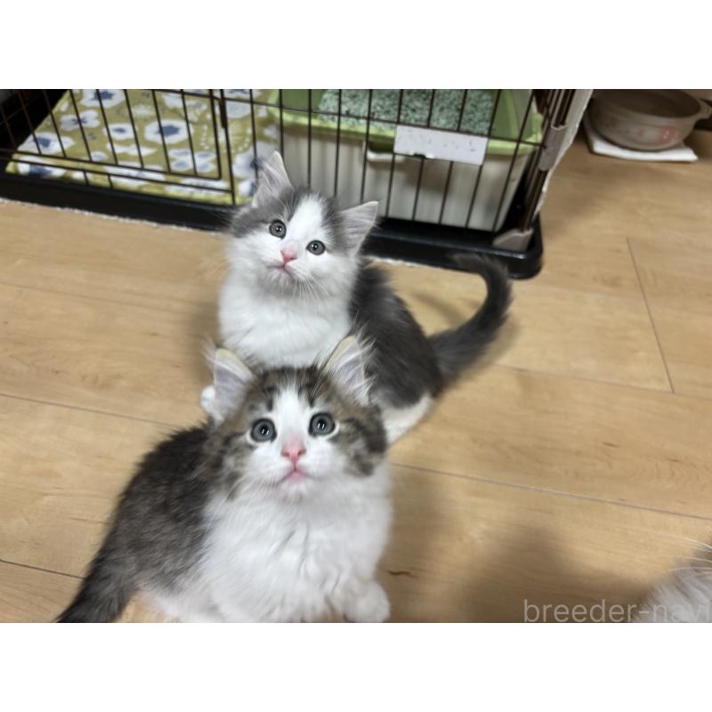 成約済の兵庫県のノルウェージャンフォレストキャット-131930の3枚目