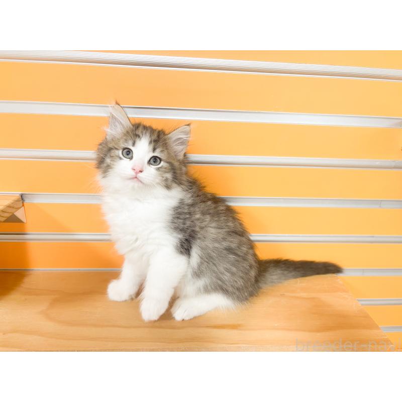 成約済の兵庫県のノルウェージャンフォレストキャット-131930の2枚目