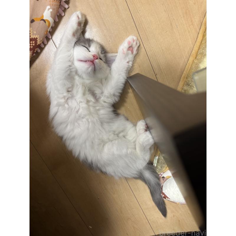 販売中の兵庫県のノルウェージャンフォレストキャット-131931の3枚目