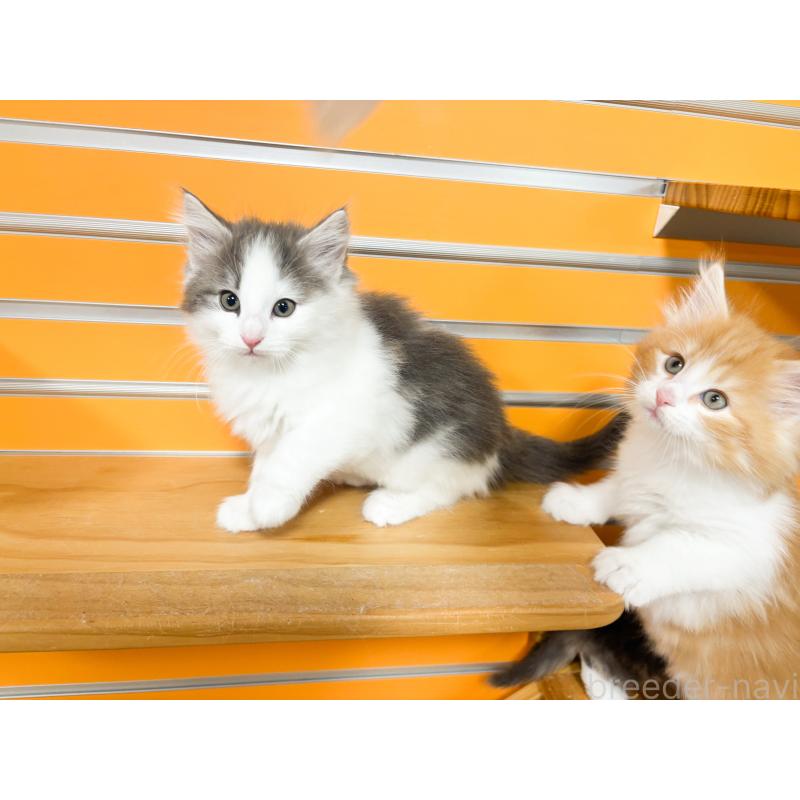 販売中の兵庫県のノルウェージャンフォレストキャット-131931の2枚目