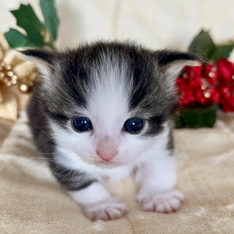 販売中の兵庫県のノルウェージャンフォレストキャット-133677の1枚目