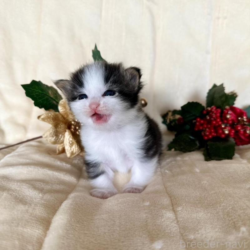 販売中の兵庫県のノルウェージャンフォレストキャット-133677の4枚目