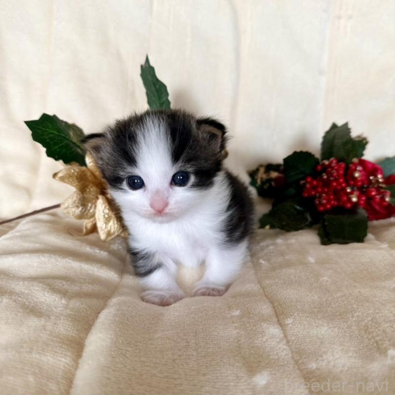 販売中の兵庫県のノルウェージャンフォレストキャット-133677の3枚目