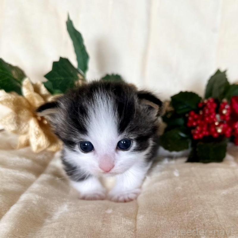 販売中の兵庫県のノルウェージャンフォレストキャット-133677の2枚目