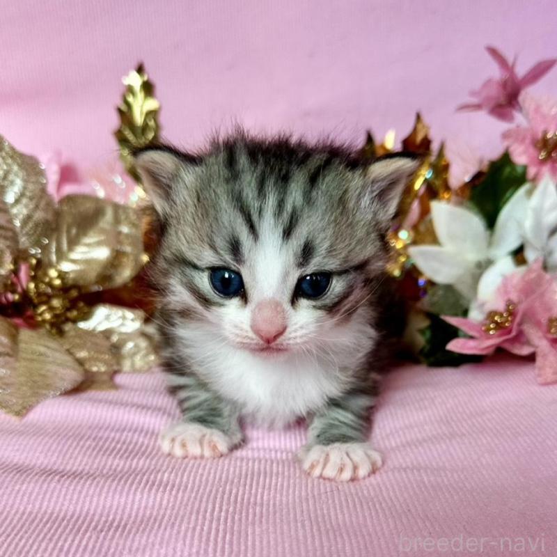 販売中の兵庫県のノルウェージャンフォレストキャット-133678の3枚目