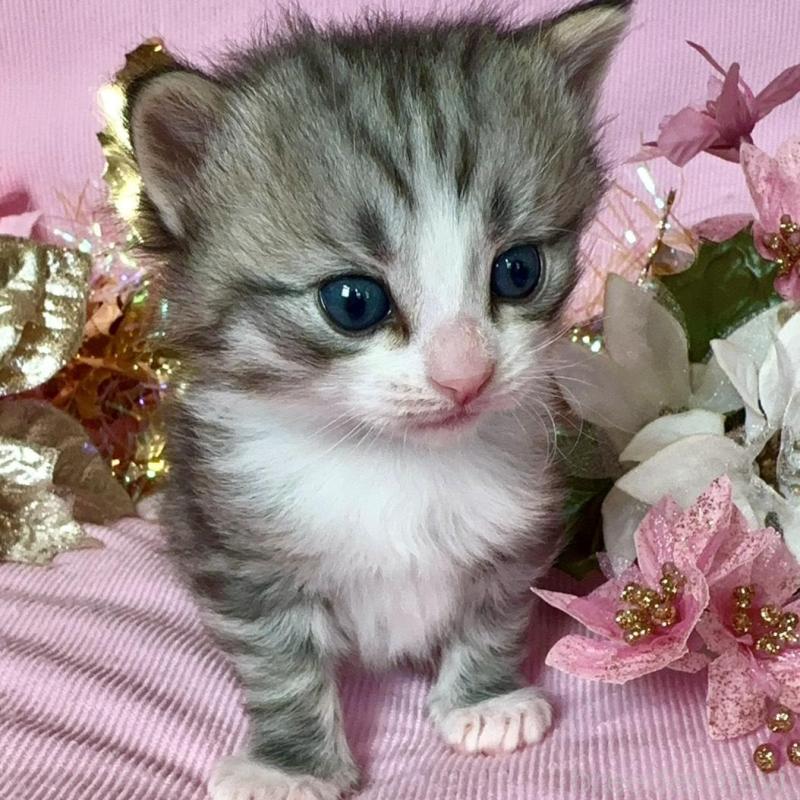 販売中の兵庫県のノルウェージャンフォレストキャット-133678の2枚目