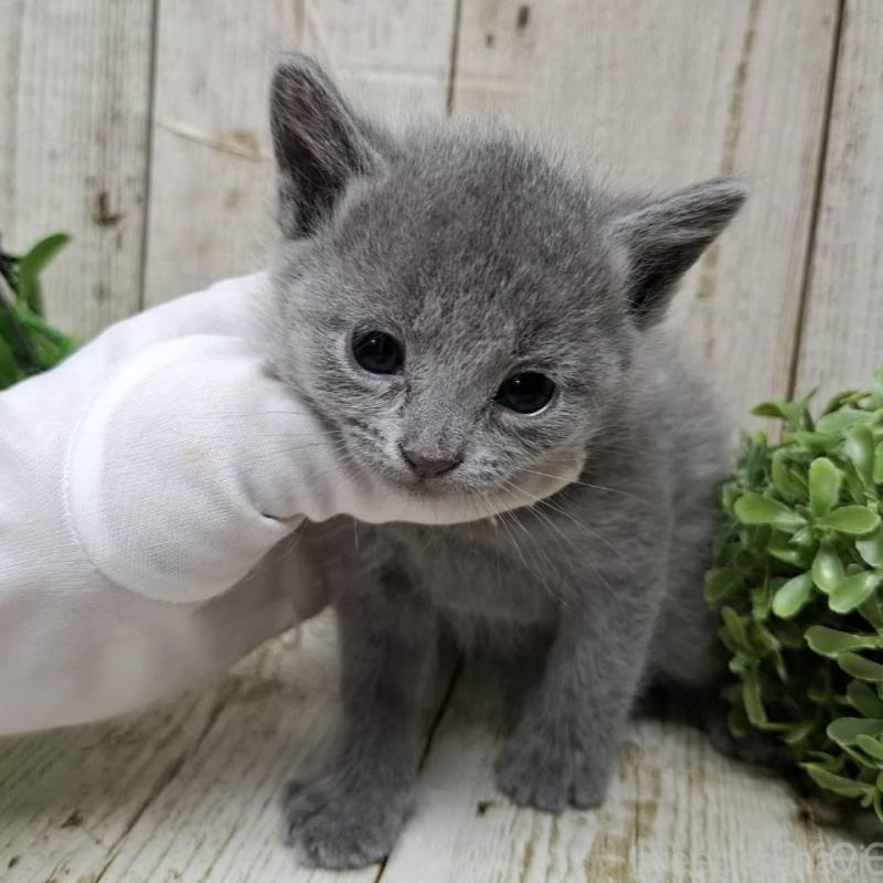 販売中の千葉県のロシアンブルー-133679の1枚目