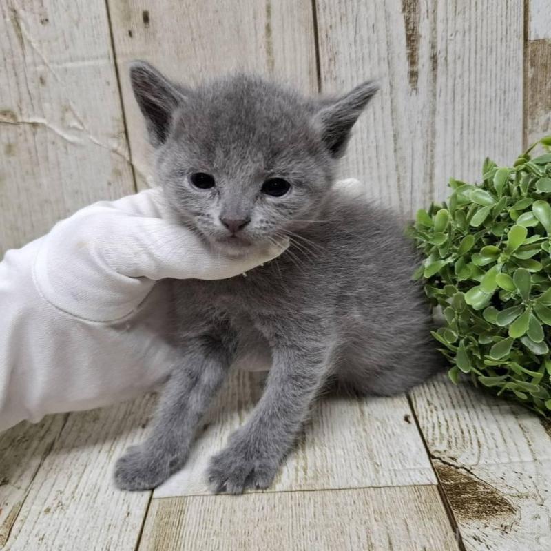 販売中の千葉県のロシアンブルー-133679の10枚目