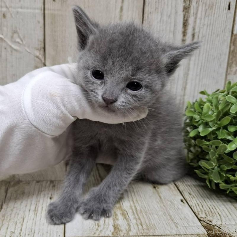 販売中の千葉県のロシアンブルー-133679の9枚目