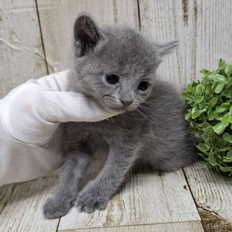 販売中の千葉県のロシアンブルー-133679の8枚目