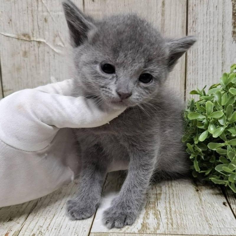 販売中の千葉県のロシアンブルー-133679の6枚目