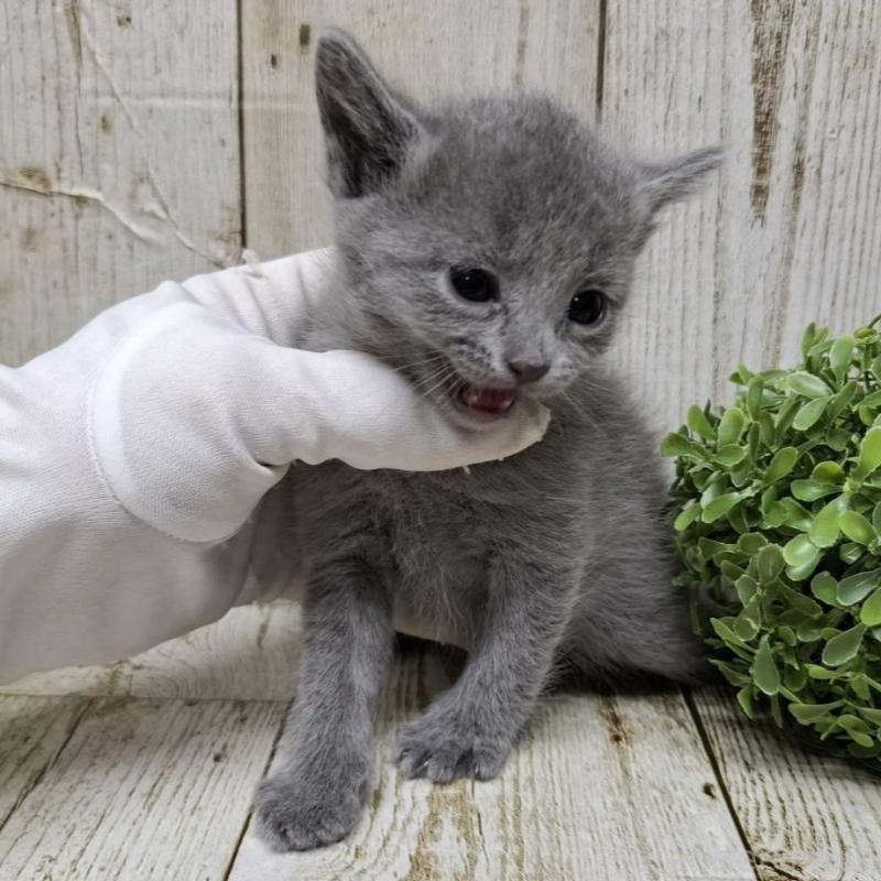 販売中の千葉県のロシアンブルー-133679の5枚目