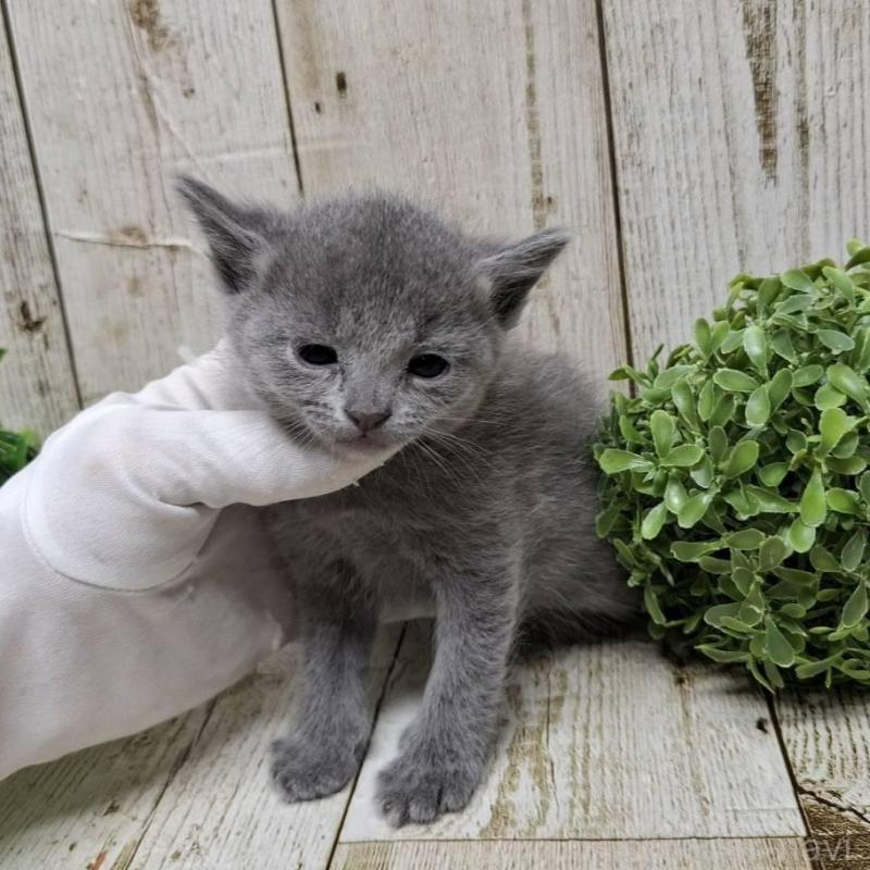 販売中の千葉県のロシアンブルー-133679の4枚目