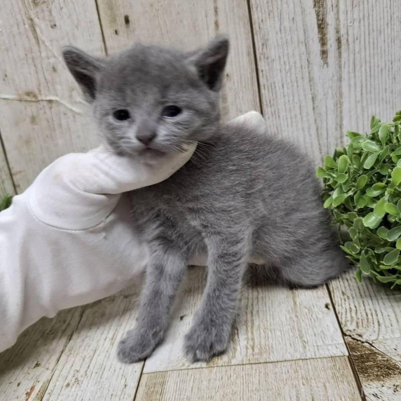 販売中の千葉県のロシアンブルー-133679の3枚目